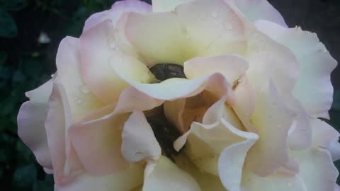 Beetles and rose