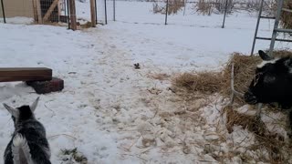 Nigerian Dwarf goats playtime