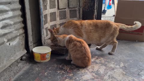 Mother cat brings the Fish she found to her Kitten even though she is very hungry