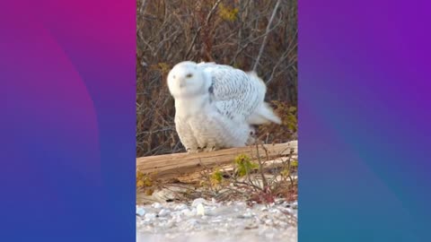 Snowy Owl stretching on the beach in Connecticut 🦉 beautiful bird at sunset