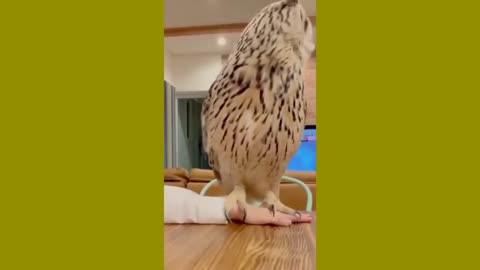 Best Funny Animal relax with cute animals Funny owl