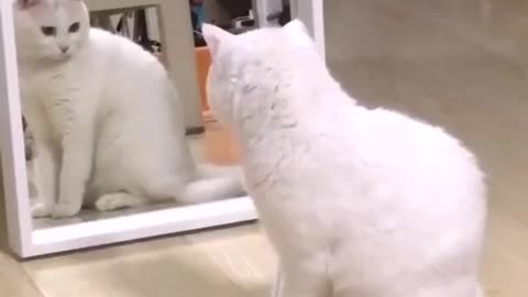 Cat vs mirror