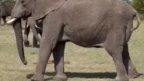 ELEPHANT PUSHING BABY WHILE GIVING BIRTH #shortvideo #shorts #short #elephant #baby #elephants