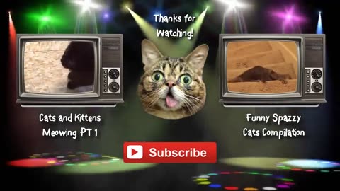 Funny Cats and Kittens Meowing Compilation(720P_HD)