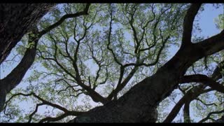 Jisas Yu Holem Hand Blong Mi. Hans Zimmer. The Tree of Life