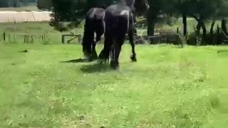 Horses are awesome