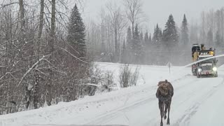 Young Moose Stops Traffic on Snowy Road