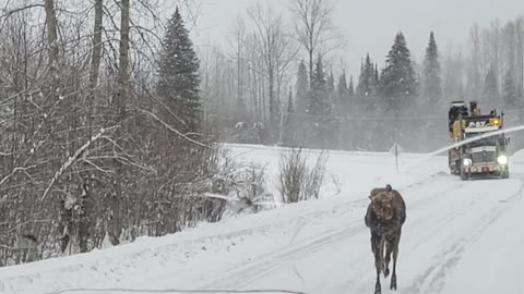 Young Moose Stops Traffic on Snowy Road
