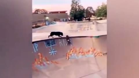 "Experience the Joy of Skateboarding with this Adorable Dog - Watch Now"