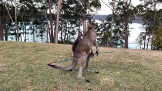 Kanku Kangaroo Does His Defense Dance