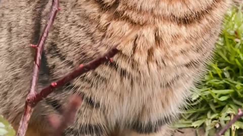 Cat Got Surprised By a Stick 😍😅🤣