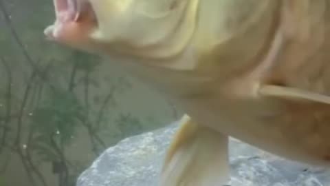 Watch how the fish eats food
