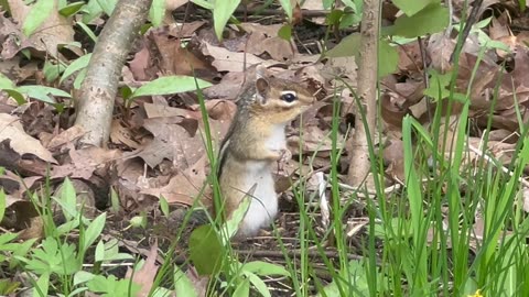 Chipmunk standing up is the cutest thing 😍