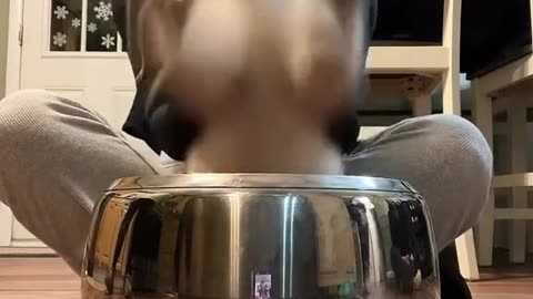 Cute puppy playing with Drum