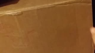 MARINE CAT IN THE BOX