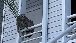 Raccoon Family Takes Up Residence in Apartment Ceiling