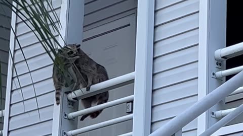 Raccoon Family Takes Up Residence in Apartment Ceiling