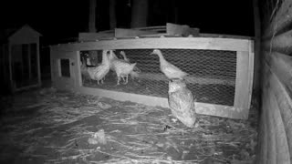 Owl try’s to get ducks.