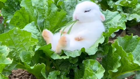 A white rabbit lying on cabbage leaves eating grass