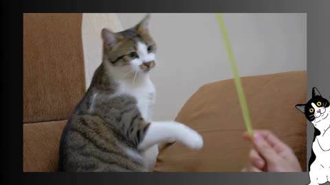 m funny video of a cat
