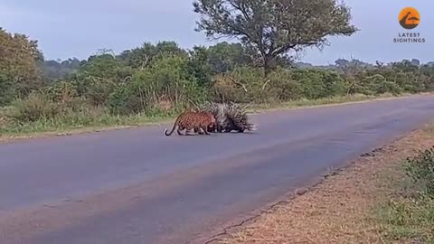 Porcupine Parents Protect Babies from Leopard