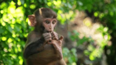 Funniest Monkey - funny monkey videos