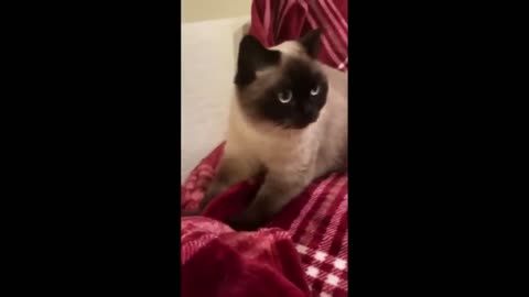 Cat Funny-Cute Video compilation - Part 15