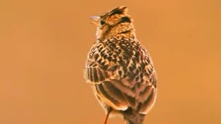 Beautiful birds in nature