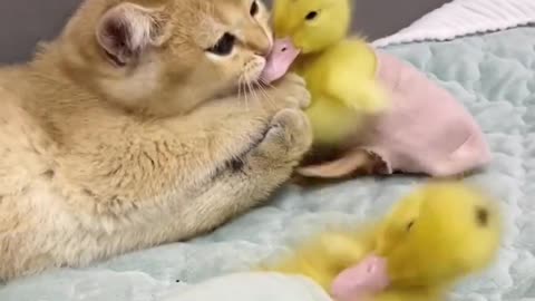 Cute_cat_is_duckling_s_sister._It_s_the_sister_of_