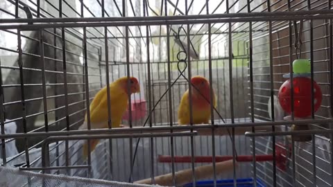 My favorite parrots and they are beautiful
