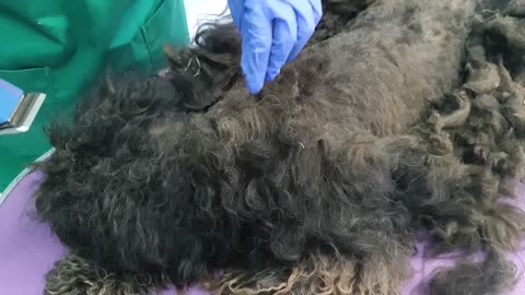 YOU WON'T BELIEVE how this DOG looks after shaving