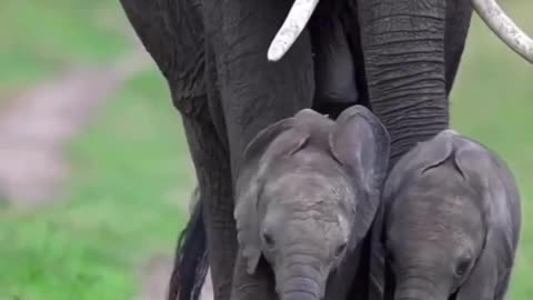 Twin baby Elephants 🐘🐘