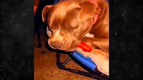 New Funny Videos 2024 😍 Cutest Cats and Dogs 🐱🐶 #38