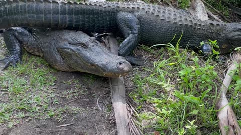 Alligators Block Bike Path