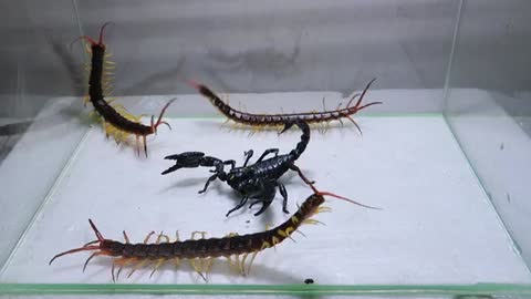 Scorpion and Three Centipedes