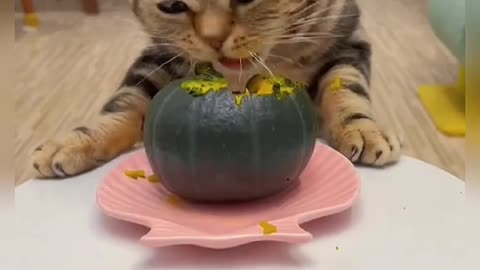 greedy caty😋#fyp #fypシ #kitty #fatpet#eating #food