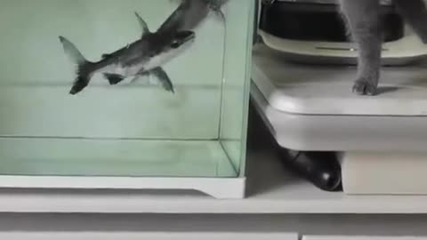 Catfish vs cat😺