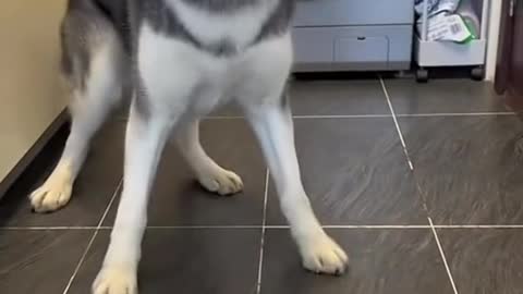 Drama queen husky