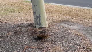 Australian Echidna on hike seeking ants