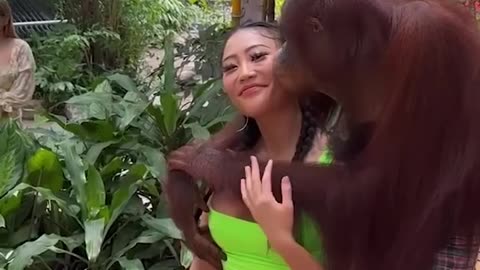 Handsy Orangutan Tries To Get More Than He's Allowed...
