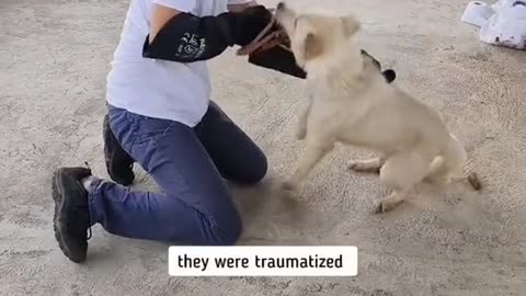 Rescue traumatized dogs. Now they are loved