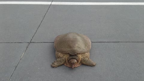 Universal Orlando Bus Driver Rescues A Wayward Turtle At Volcano Bay