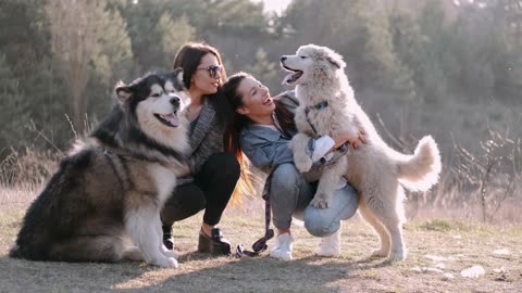 happy dogs and beautiful girls