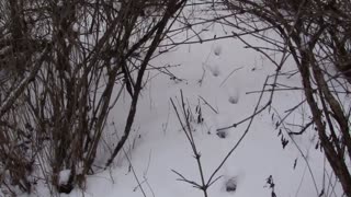 Backtracking a Big Buck in the Snow