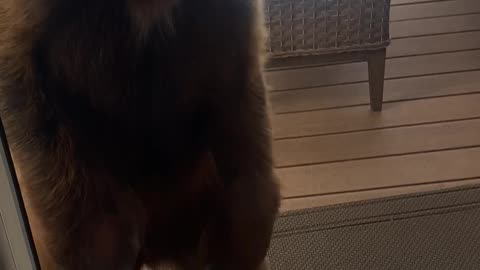 Furry Bear Cub Visits Canadian Home