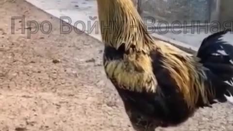 Absolutely The Most Ridiculous Rooster Ever!