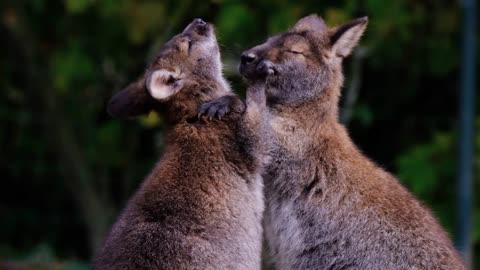 Kangaroos cuddle marsupials
