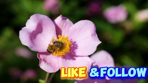 Flower bee anemone