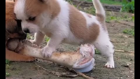 little ones fighting over the bone