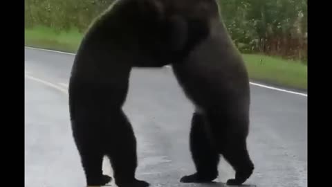 Bears fighting 🐻